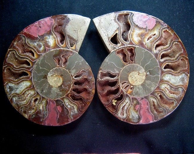 143mm Ammonite Fossil Cut In Half,Africa ammd9ixa216  